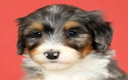 Bernedoodle dogs for sale: Stella - Image 7