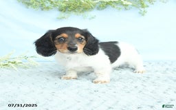 Miniature Dachshund dogs for sale: Ken - Image 4