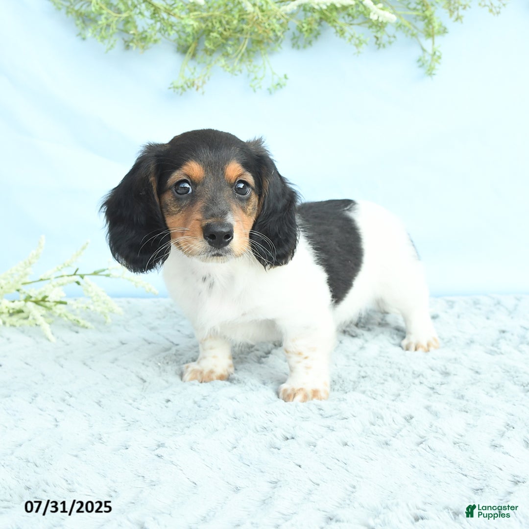 Miniature Dachshund dogs for sale: Ken - Image 4