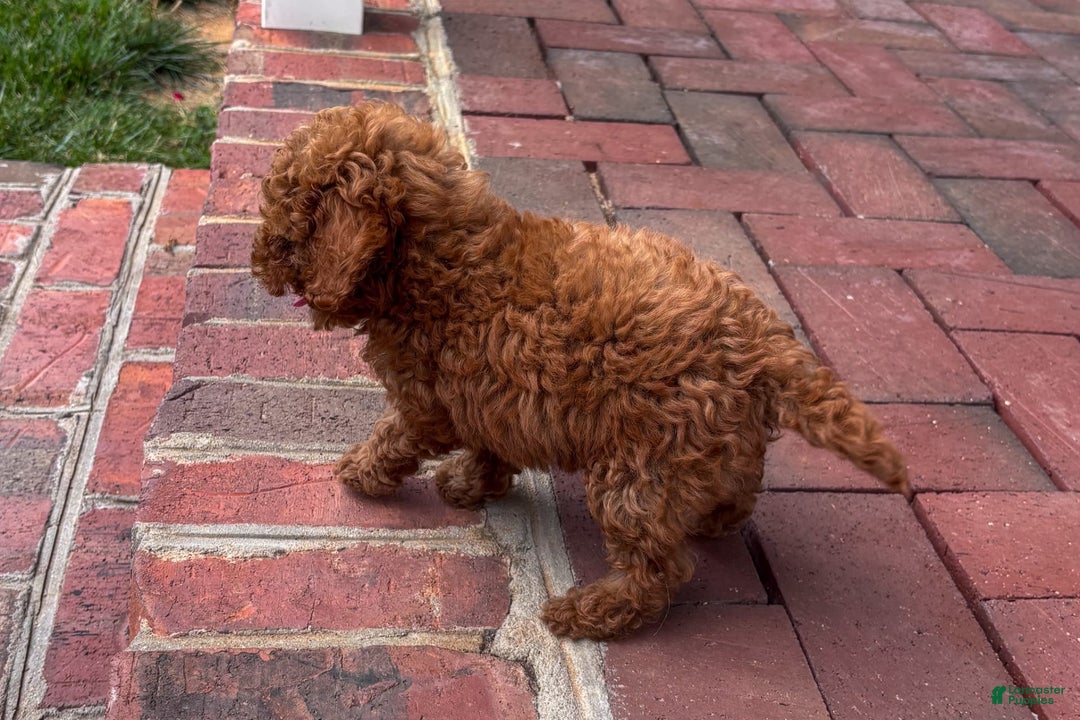 Miniature Poodle dogs for sale: Morgan - Image 5