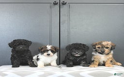 Miniature Poodle dogs for sale: Tia Extra Small - Image 5