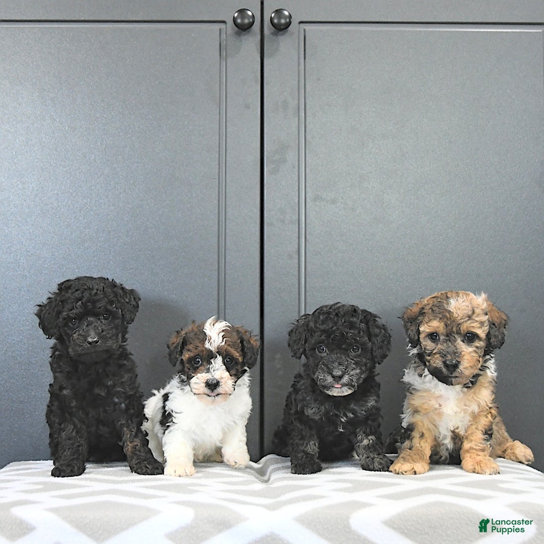 Miniature Poodle dogs for sale: Tia Extra Small - Image 5