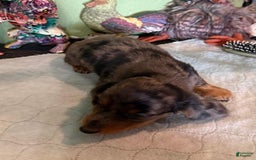 Miniature Dachshund dogs for sale: Gizmo - Image 2