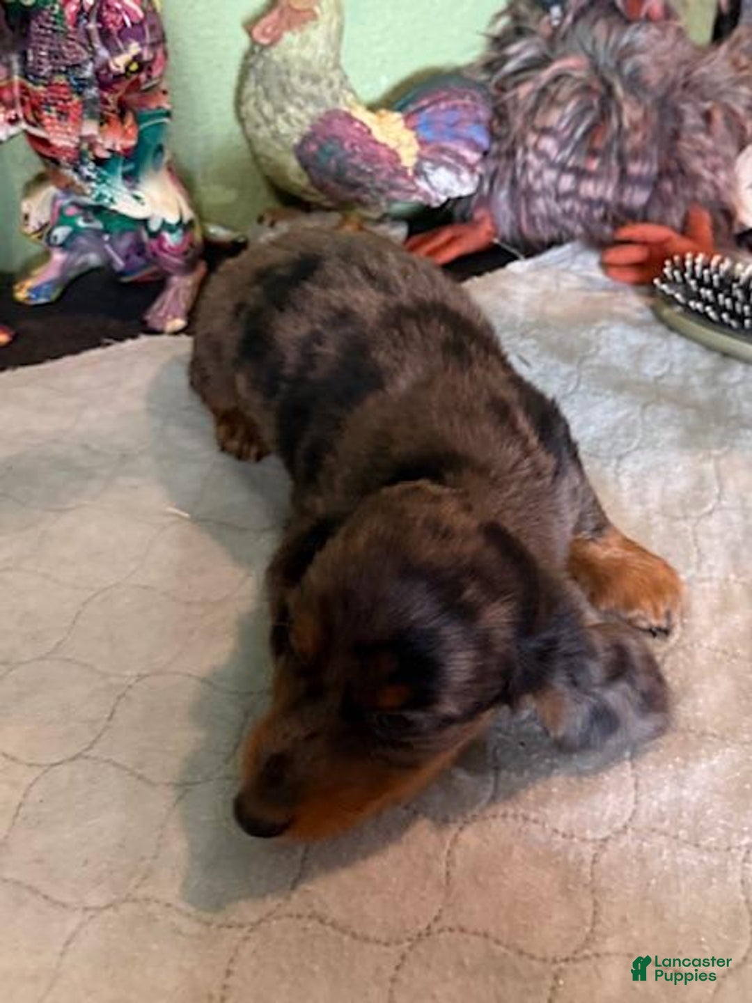 Miniature Dachshund dogs for sale: Gizmo - Image 2