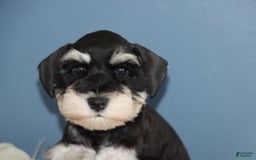 Miniature Schnauzer dogs for sale: Abby - Image 2