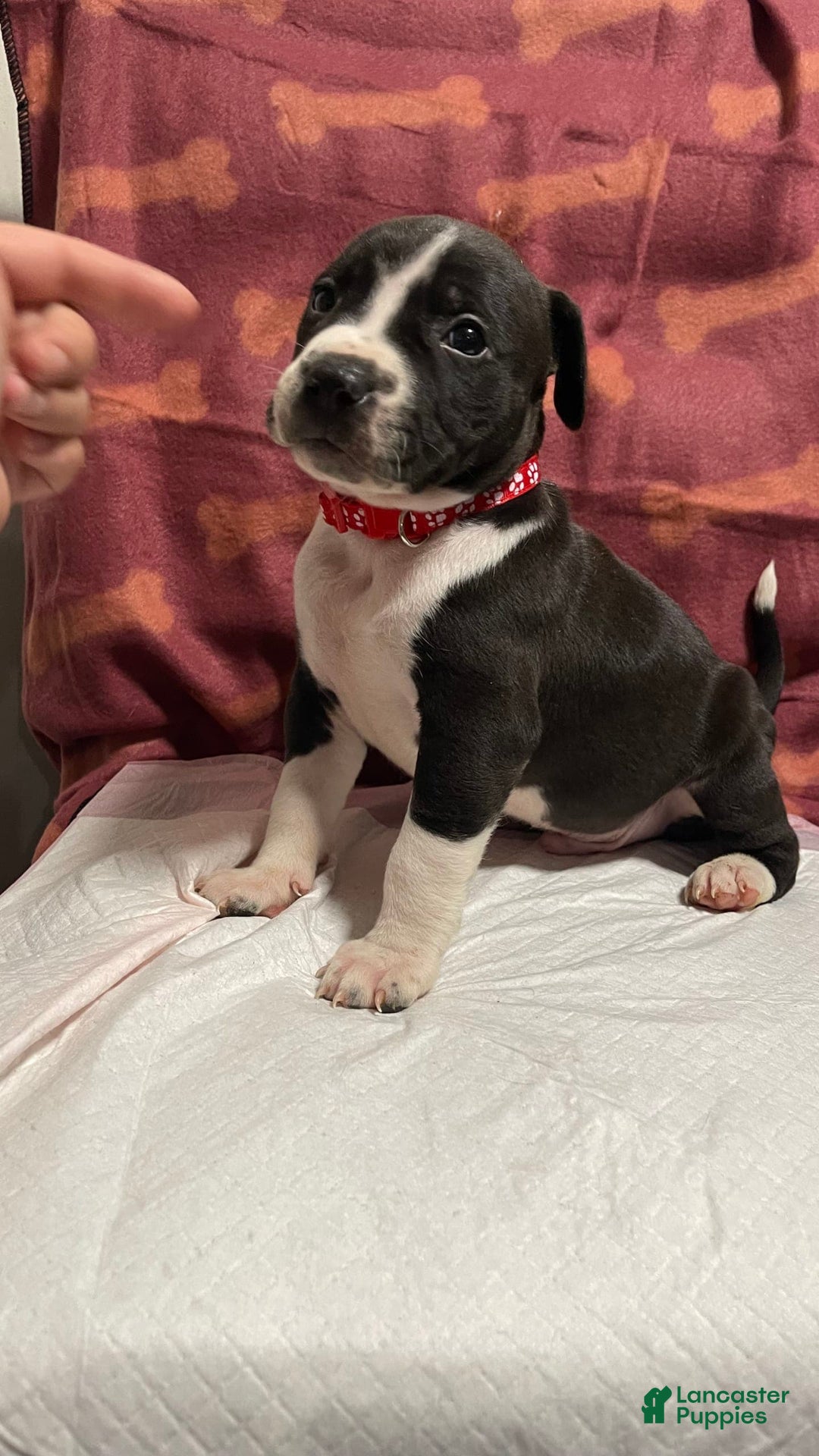 American Bully dogs for sale: Rio - Image 4
