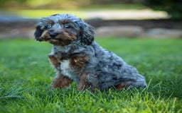 Cavapoo dogs for sale: Pumba - Image 9