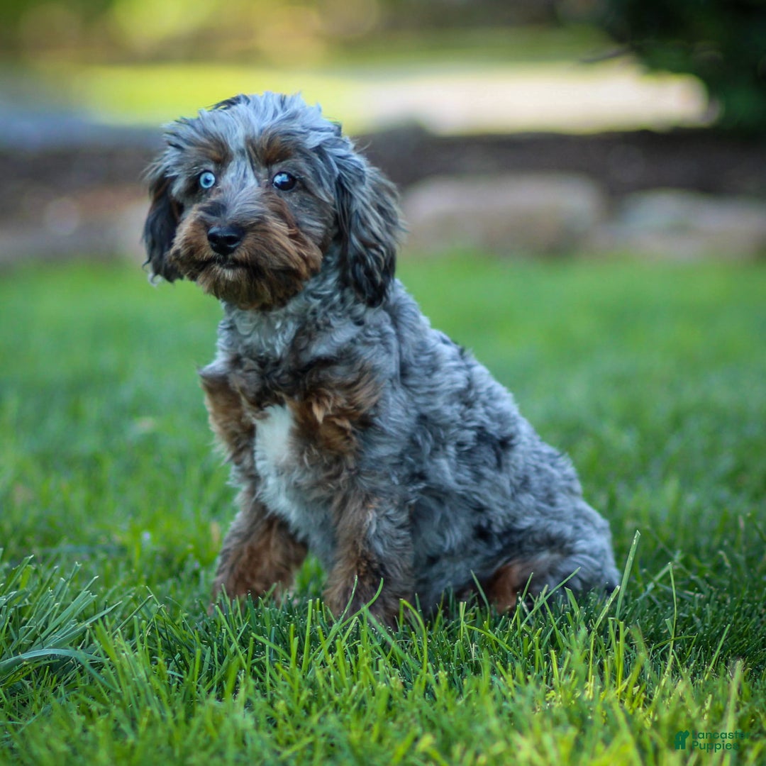 Cavapoo dogs for sale: Pumba - Image 9