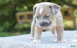Olde English Bulldogge dogs for sale: Rosie Mini Bulldogge - Image 23