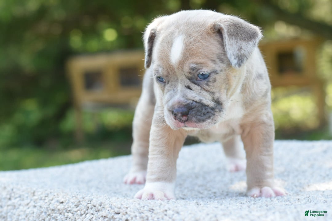 Olde English Bulldogge dogs for sale: Rosie Mini Bulldogge - Image 23