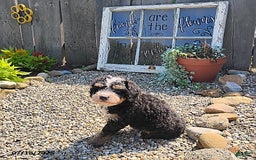 Mini Bernedoodle dogs for sale: Trevor - Image 4