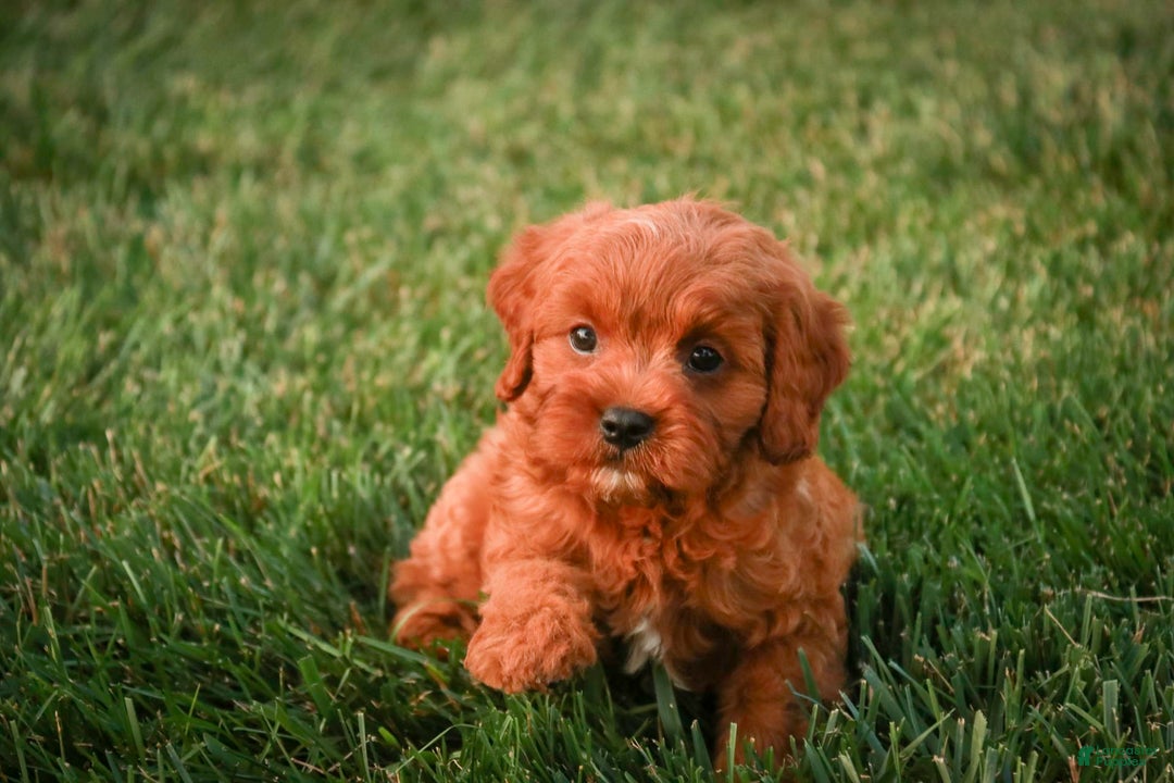 Cavalier King Charles Spaniel dogs for sale: Monty - Image 15