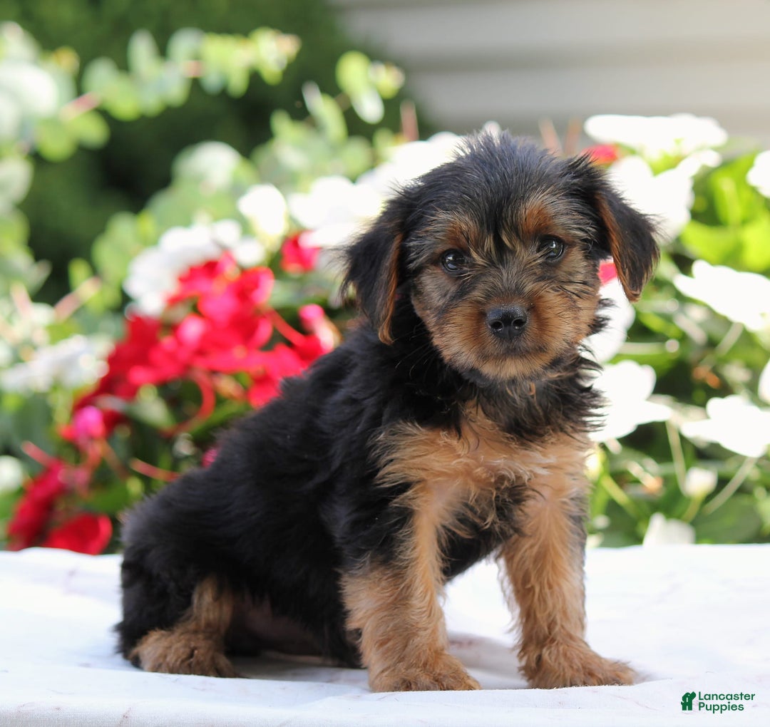 Yorkshire Terrier dogs for sale: Blake - Image 3