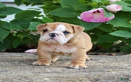 English Bulldog dogs for sale: Wyatt - Image 7