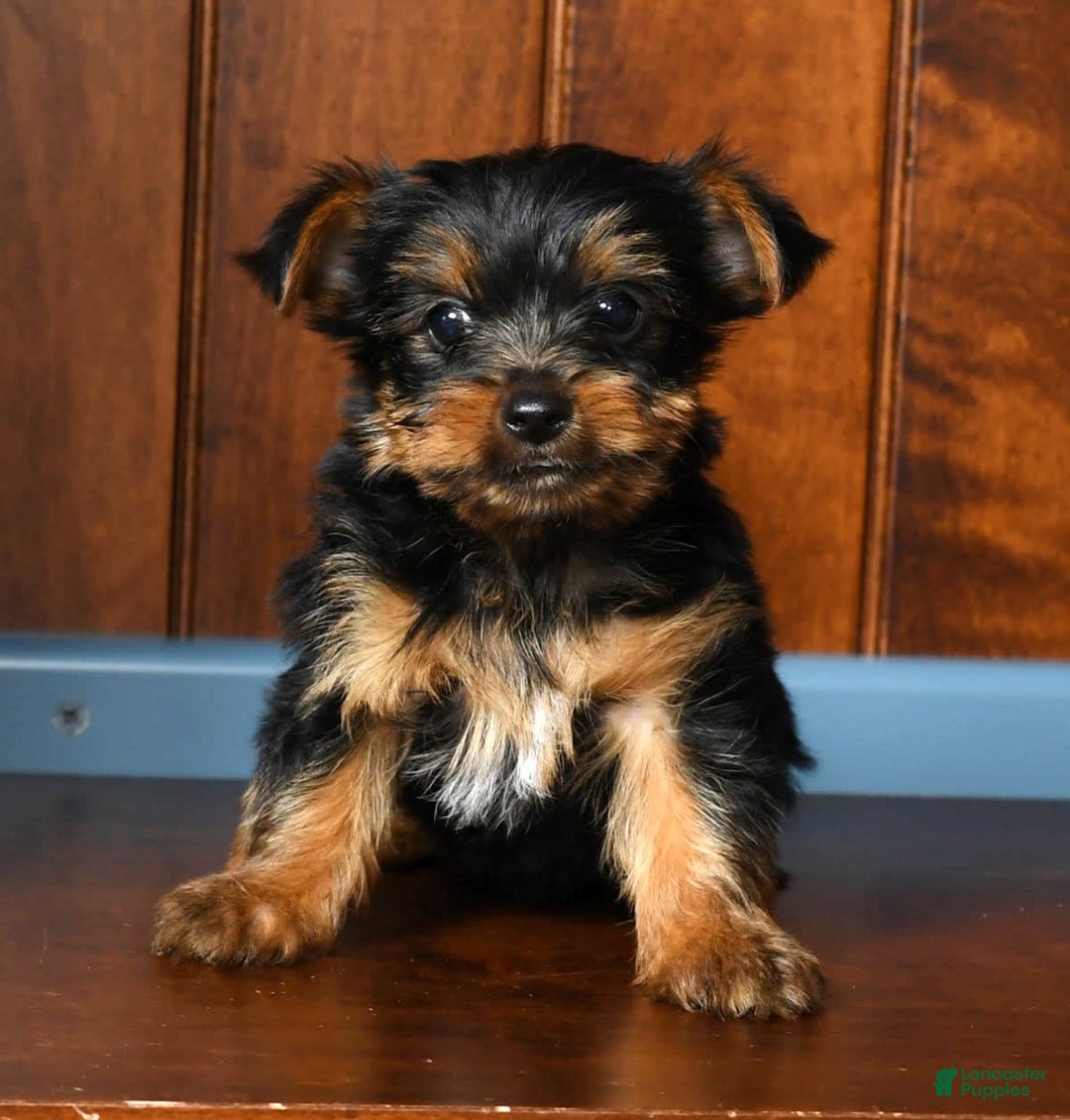 Yorkshire Terrier dogs for sale: Andy - Image 4