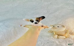 Chihuahua dogs for sale: Cutie - Image 2
