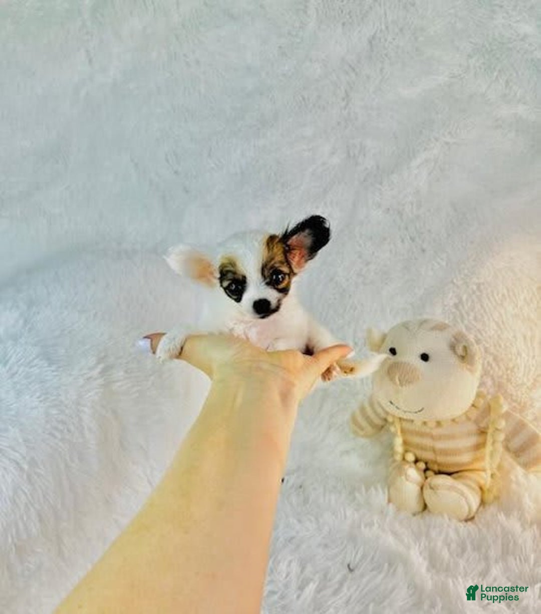 Chihuahua dogs for sale: Cutie - Image 2