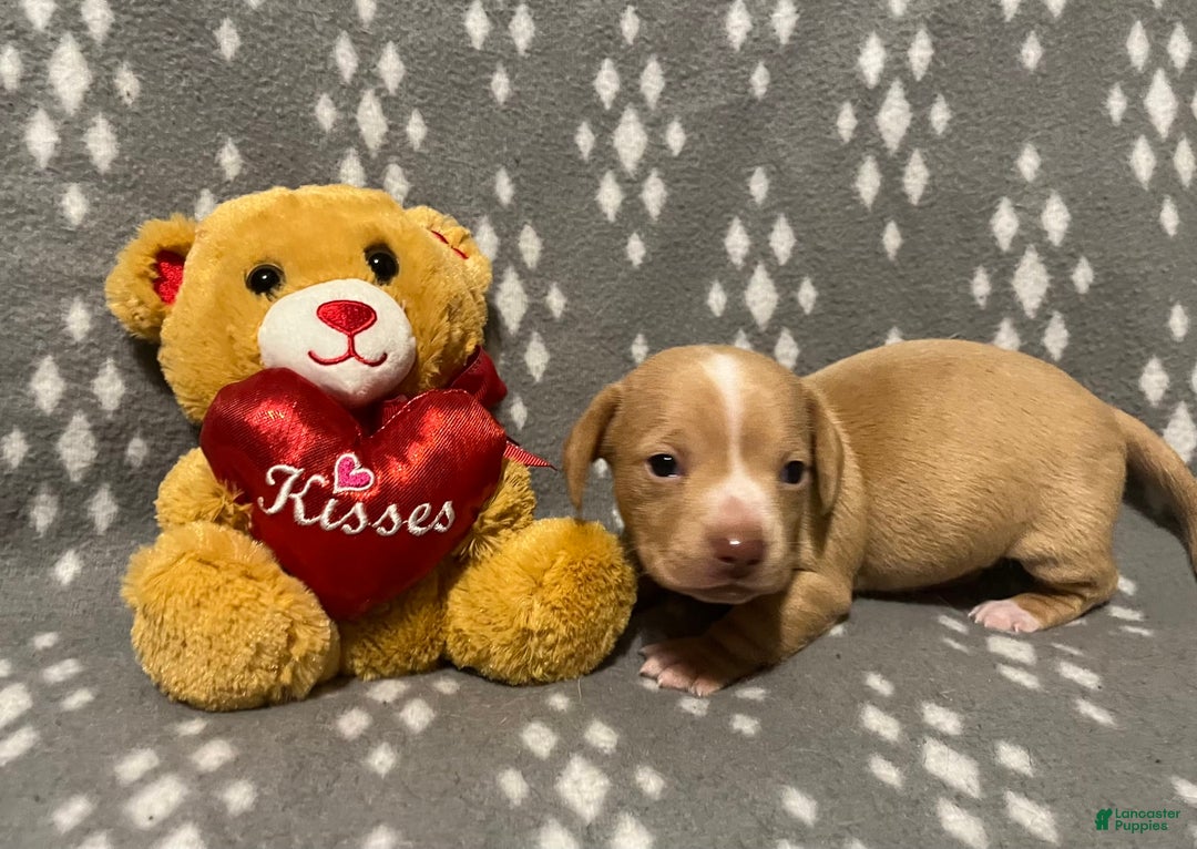 Miniature Dachshund dogs for sale: Cream Male - Image 2