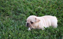 French Bulldog dogs for sale: Lincoln - Image 5