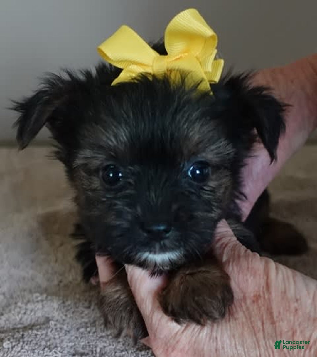 Yorkshire Terrier dogs for sale: Kai - Image 32