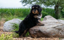 Bernedoodle dogs for sale: Paprika - Image 6
