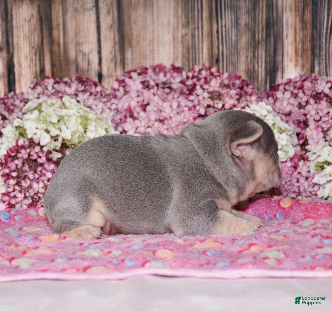 French Bulldog dogs for sale: Milton - Image 5