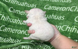 Chihuahua dogs for sale: Chihuahua 4 puppies - Image 18
