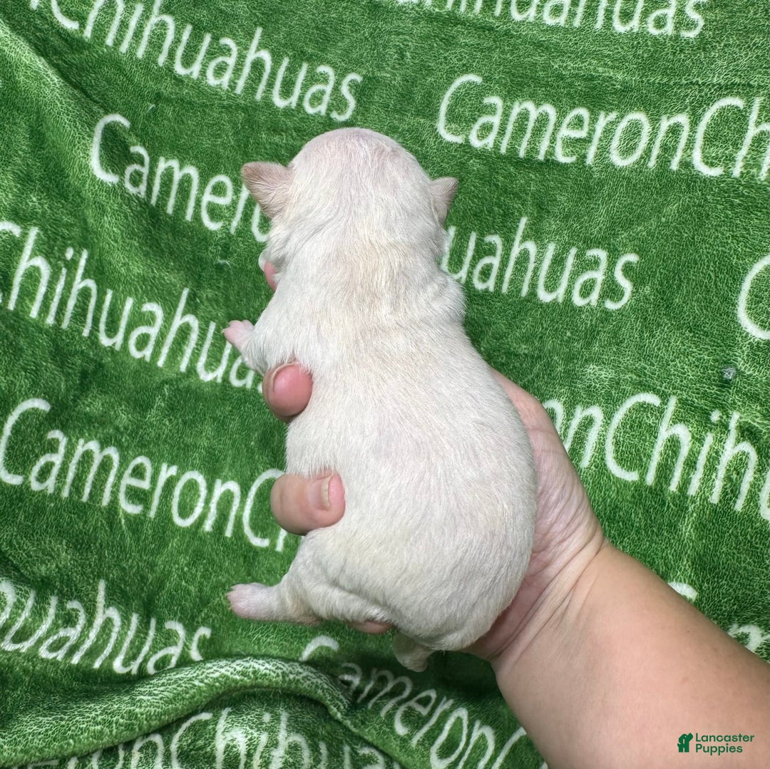 Chihuahua dogs for sale: Chihuahua 4 puppies - Image 18