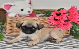 Pug dogs for sale: Lily - Image 1