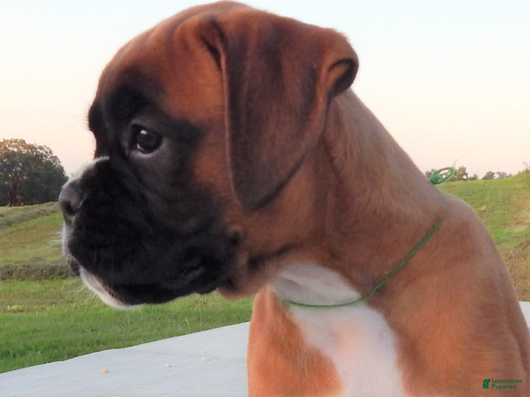 Boxer dogs for sale: Carin - Image 7