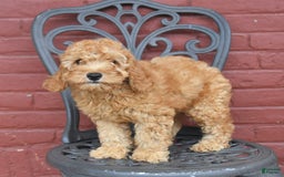 Cockapoo dogs for sale: Kipling - Image 9