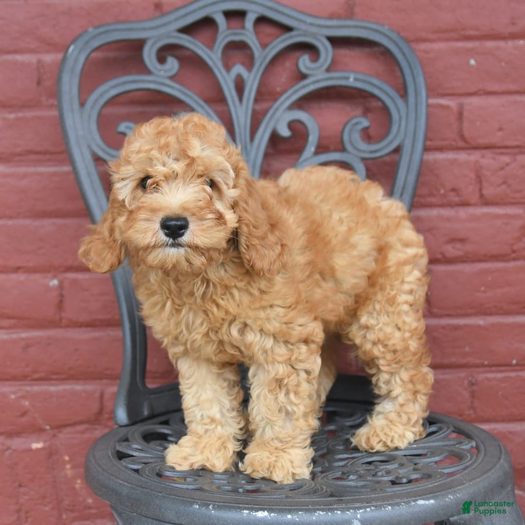 Cockapoo dogs for sale: Kipling - Image 9