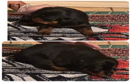 Rottweiler dogs for sale: F1 - Image 1