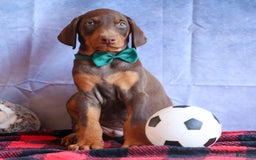 Doberman Pinscher dogs for sale: Detour - Image 9