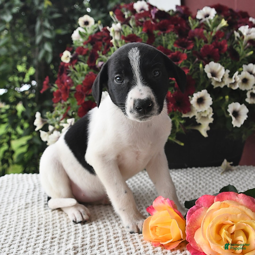 Border Collie dogs for sale: Daisy - Image 3