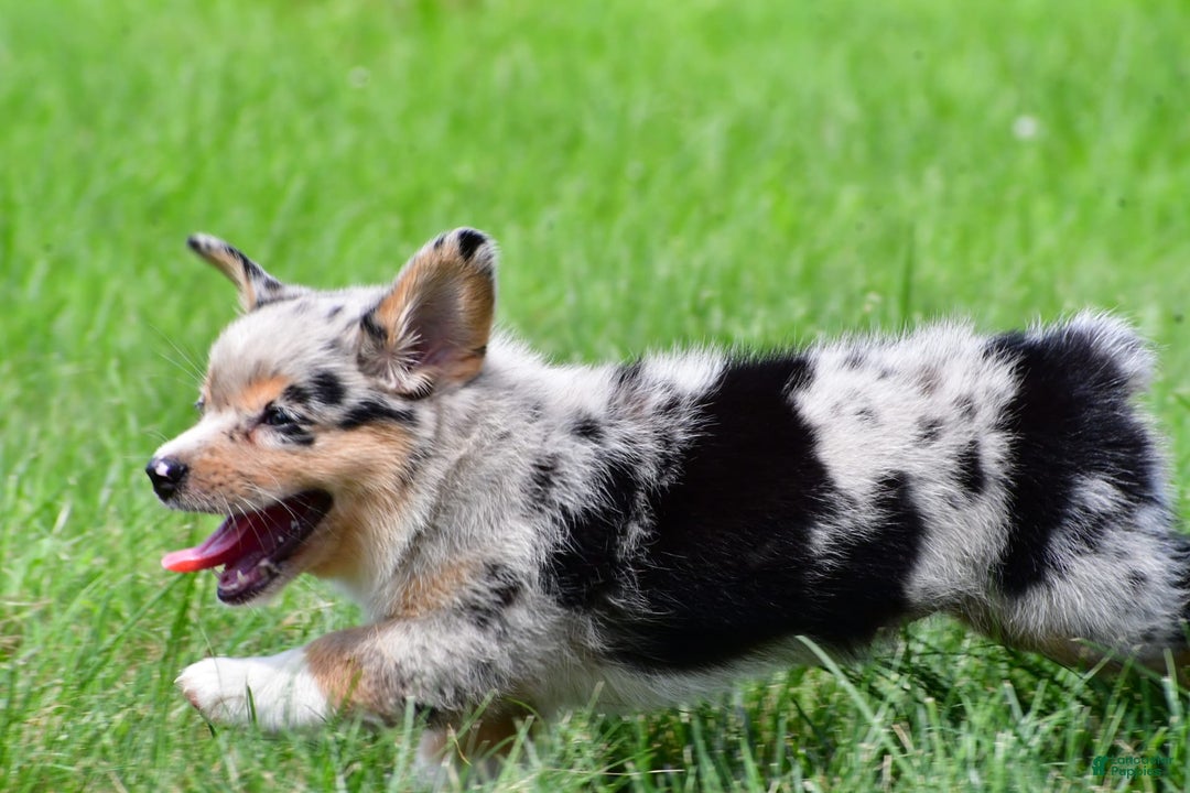 Australian Shepherd dogs for sale: Bella - Image 11