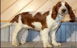 Welsh Springer Spaniel dogs for sale: Male Puppy - Image 1