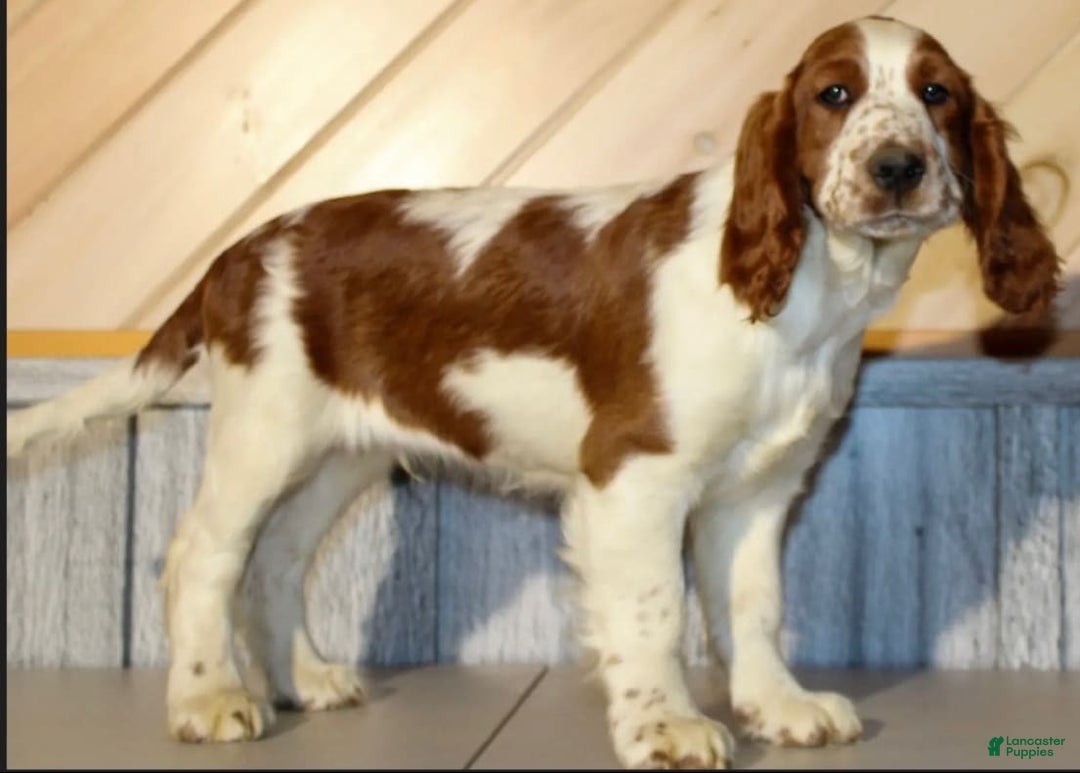 Welsh Springer Spaniel dogs for sale: Male Puppy - Image 1