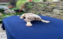 American Bully dogs for sale: Hot Head / Deja Vu - Image 4