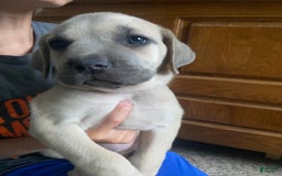 Cane Corso dogs for sale: Purple Collar - Image 2