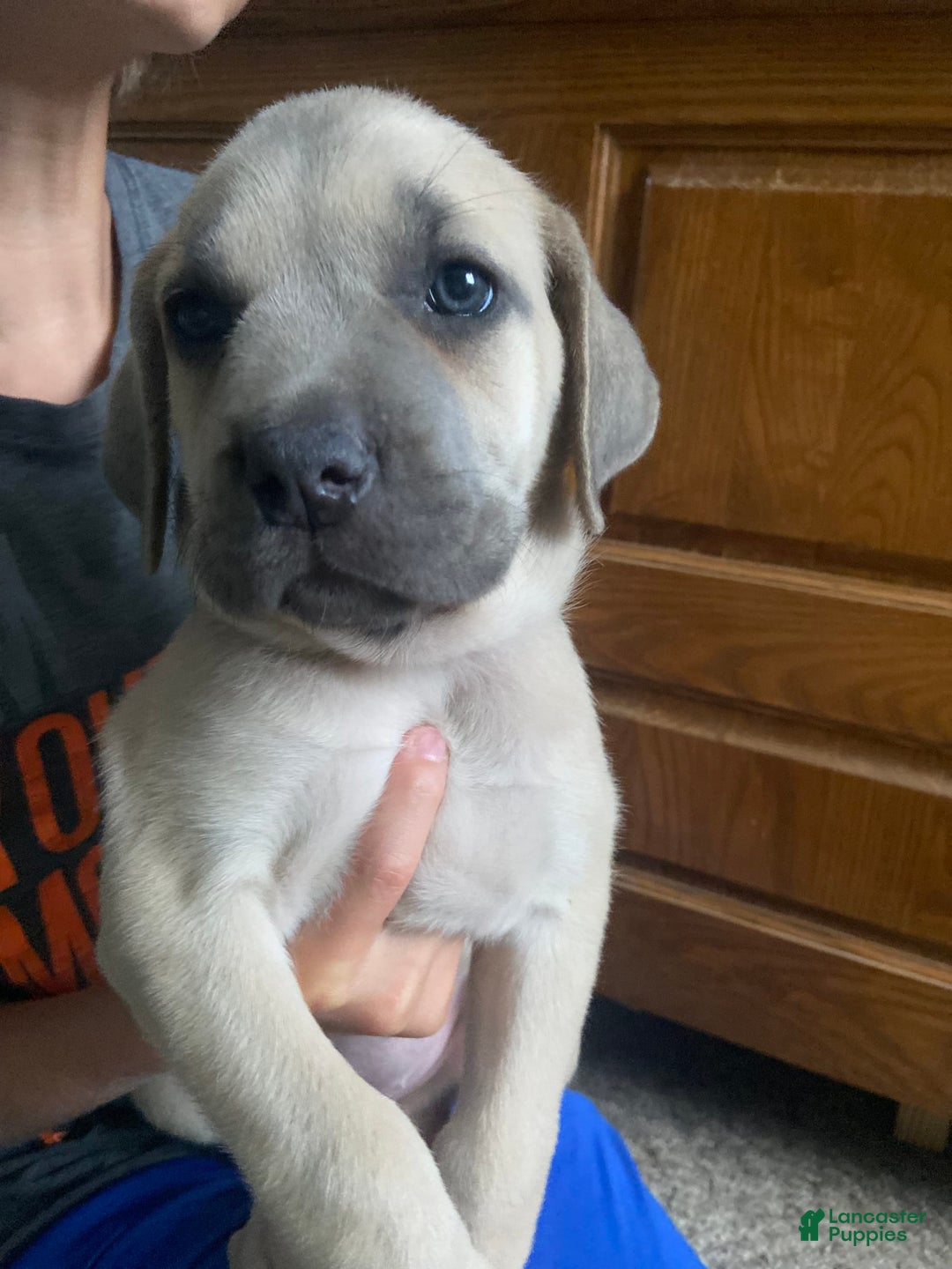 Cane Corso dogs for sale: Purple Collar - Image 2