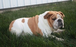 English Bulldog dogs for sale: Stella - Image 8