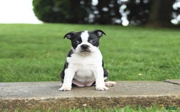 Boston Terrier dogs for sale: Rossi - Image 6