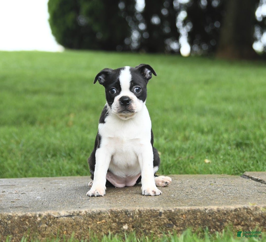 Boston Terrier dogs for sale: Rossi - Image 6