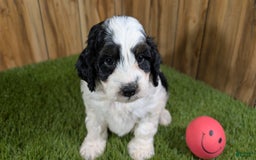Cavapoo dogs for sale: Missy Girl 2 - Image 13