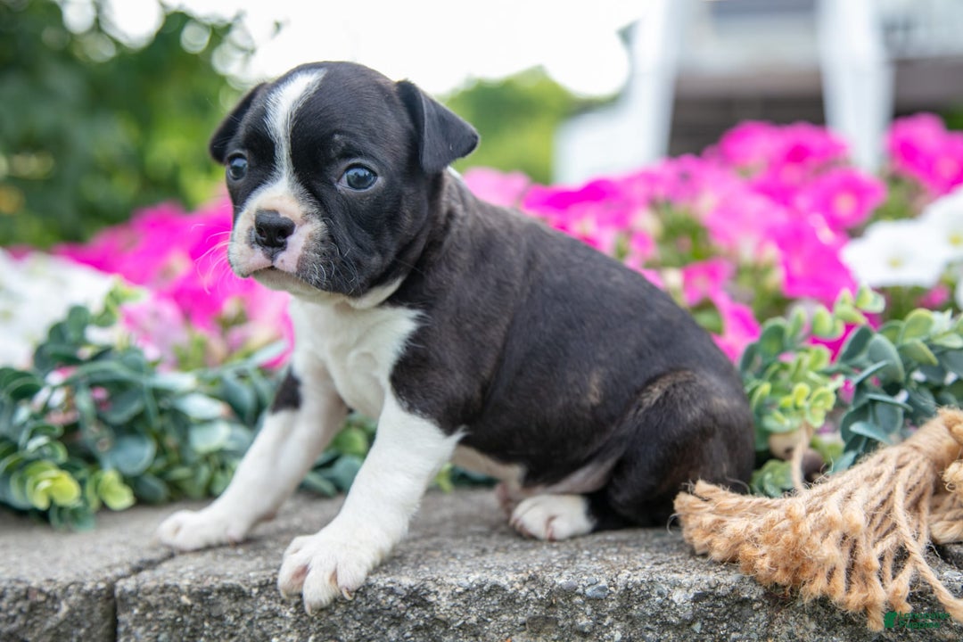 Boston Terrier dogs for sale: Marco - Image 2