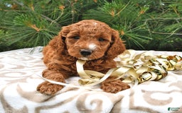 Mini Goldendoodle dogs for sale: Edger - Image 2