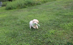 Golden Retriever dogs for sale: Eight Oclock - Image 2