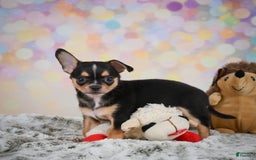 Chihuahua dogs for sale: Truman - Image 2