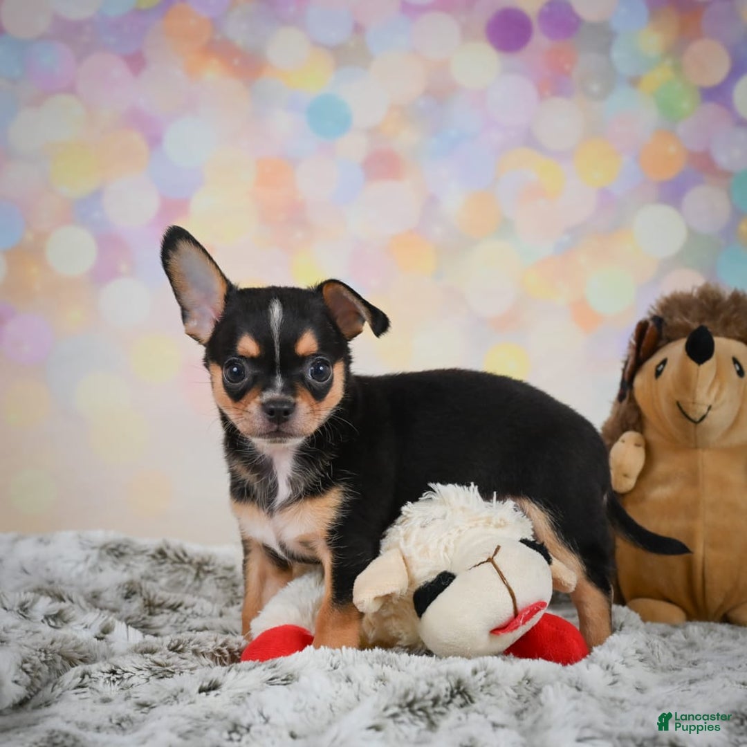 Chihuahua dogs for sale: Truman - Image 2